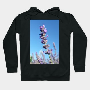 Single Lavender Flower Hoodie